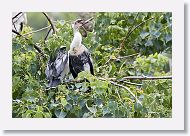 05a-035 * Anhinga chicks * Anhinga chicks