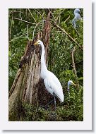 05b-001 * Great Egret * Great Egret