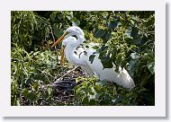 05b-002 * Great Egret * Great Egret