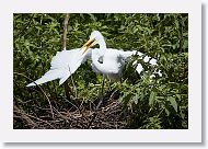 05b-003 * Great Egret * Great Egret