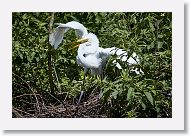 05b-004 * Great Egret * Great Egret