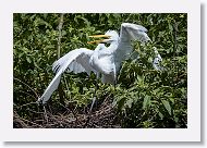 05b-005 * Great Egret * Great Egret