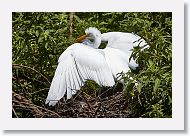 05b-006 * Great Egret * Great Egret