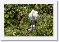 05b-007 * Great Egret * Great Egret