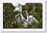 05b-008 * Great Egret * Great Egret