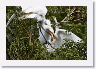 05b-009 * Great Egret * Great Egret