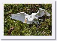 05b-010 * Great Egret * Great Egret