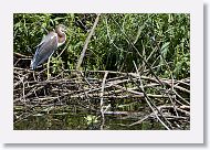 05b-014 * Tricolored Heron * Tricolored Heron