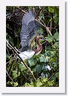 05b-015 * Tricolored Heron * Tricolored Heron