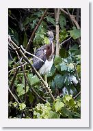 05b-017 * Tricolored Heron * Tricolored Heron