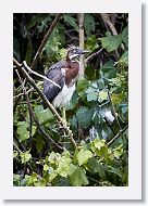 05b-018 * Tricolored Heron * Tricolored Heron