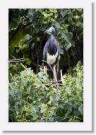 05b-021 * Tricolored Heron * Tricolored Heron