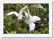 05b-023 * Snowy Egret * Snowy Egret