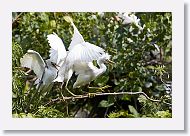 05b-026 * Snowy Egret * Snowy Egret