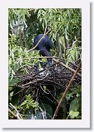 05b-028 * Little Blue Heron * Little Blue Heron