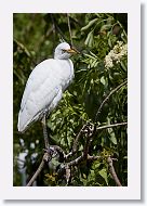 05b-029 * Cattle Egret * Cattle Egret