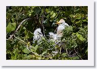 05b-030 * Cattle Egret * Cattle Egret