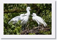 05b-032 * Cattle Egret * Cattle Egret