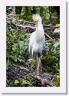 05b-033 * Cattle Egret * Cattle Egret