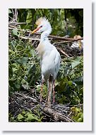 05b-034 * Cattle Egret * Cattle Egret