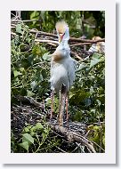 05b-035 * Cattle Egret * Cattle Egret