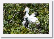 05b-036 * Cattle Egret * Cattle Egret