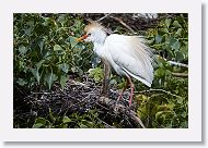 05b-037 * Cattle Egret * Cattle Egret