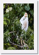 05b-038 * Cattle Egret * Cattle Egret