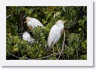 05b-039 * Cattle Egret * Cattle Egret