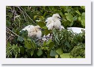 05b-040 * Cattle Egret * Cattle Egret