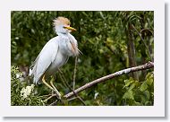 05b-043 * Cattle Egret * Cattle Egret