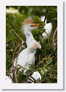 05b-044 * Cattle Egret * Cattle Egret