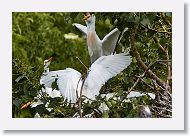 05b-046 * Cattle Egret * Cattle Egret