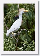 05b-049 * Cattle Egret * Cattle Egret