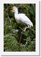 05b-050 * Cattle Egret * Cattle Egret