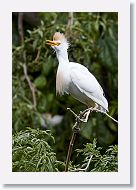 05b-051 * Cattle Egret * Cattle Egret