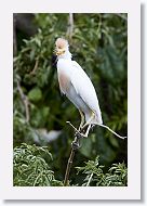 05b-052 * Cattle Egret * Cattle Egret