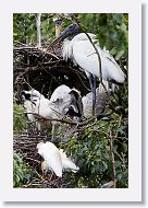 05b-055 * Woodstork and Cattle Egret * Woodstork and Cattle Egret