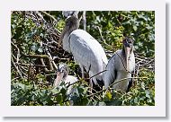 05b-056 * Woodstork * Woodstork