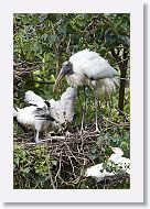 05b-059 * Woodstork * Woodstork