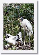 05b-060 * Woodstork * Woodstork