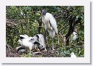 05b-061 * Woodstork * Woodstork