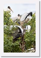 05b-062 * Woodstork * Woodstork