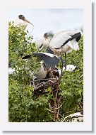 05b-063 * Woodstork * Woodstork