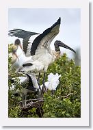 05b-064 * Woodstork * Woodstork