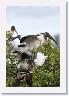 05b-065 * Woodstork * Woodstork