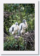 05b-067 * Woodstork * Woodstork