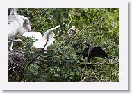 05b-068 * Woodstork, Cattle Egret and Anhinga * Woodstork, Cattle Egret and Anhinga