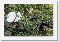 05b-069 * Cattle Egret and Anhinga * Cattle Egret and Anhinga