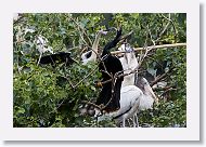 05b-070 * Woodstork and Anhinga * Woodstork and Anhinga